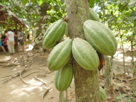 gomadatoursnosybe-excursion-nord-de-madagascar-02