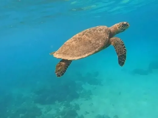 gomadatoursnosybe-excursion-nosy-sakatia-03
