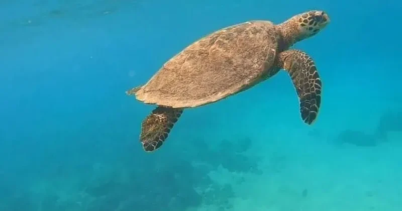 gomadatoursnosybe-excursion-nosy-sakatia-03