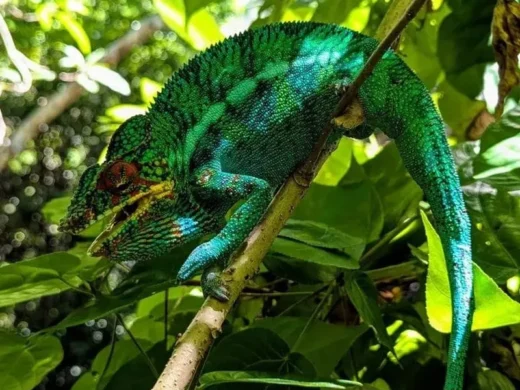 gomadatoursnosybe-excursion-nosy-tanikely-04